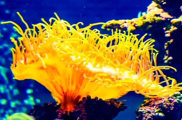 描写海底的优美段落，描写海洋的好段_描写海底动物的优美段落（美丽的海底世界）