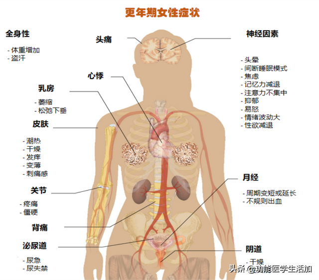 荷尔蒙是什么意思，荷尔蒙是什么意思 女性荷尔蒙的重要性（荷尔蒙——呵护女性一生的朋友）