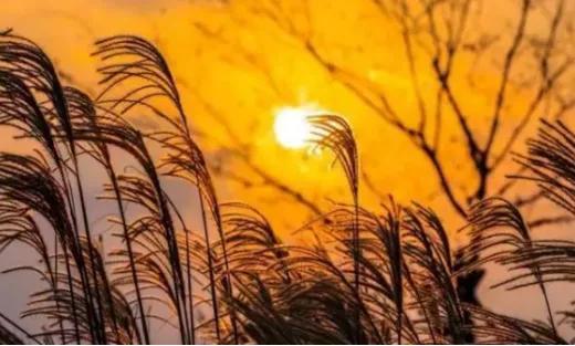 荻花(荻花大扇子),《荻花》2021.12.4(荻花宫大扇子) 荻花(荻花大扇子),《荻花》2021.12.4(荻花宫大扇子)