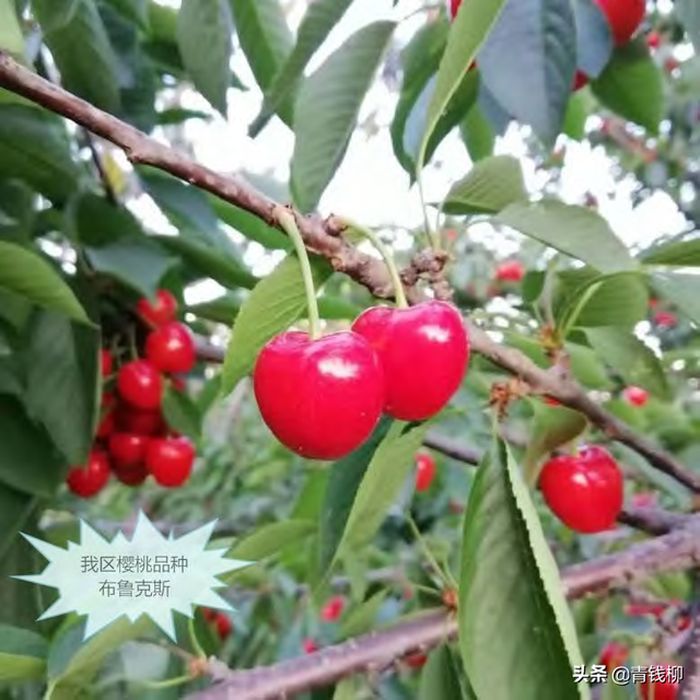 布鲁克斯樱桃种植管理技术，布鲁克斯樱桃几年结果（大樱桃栽培技术及病虫害防治技术要点）