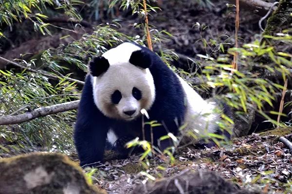 大熊猫为什么被视为中国的国宝，大熊猫为什么被视为中国的的国宝（那它是如何成为我国独有的物种的）