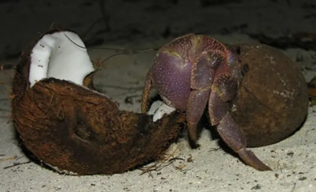 小螃蟹吃什么食物（如今在当地居民餐桌上挣扎着）