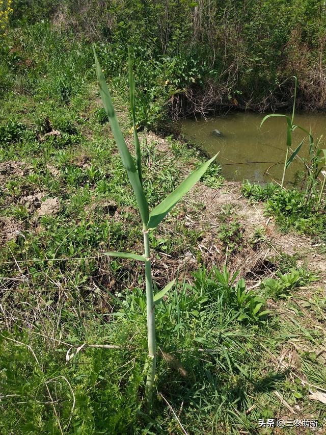 河边的芦苇笋可以吃吗，河滩的芦苇笋能吃吗（芦苇笋：生长在河边）