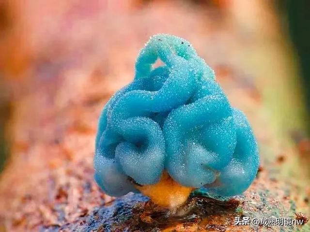 世界上最漂亮的蘑菇，世界上最漂亮的蘑菇是什么（精华总伴日风来。美丽的蘑菇）