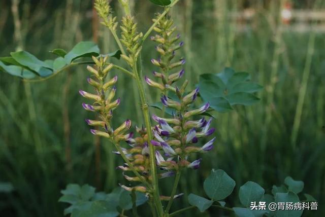 曼陀罗花的图片，曼陀罗花是什么（301味中药材的原植物彩色图谱）