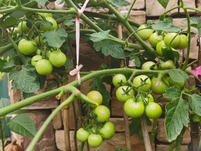 春天适合种什么蔬菜，最适合春天种的6种蔬菜