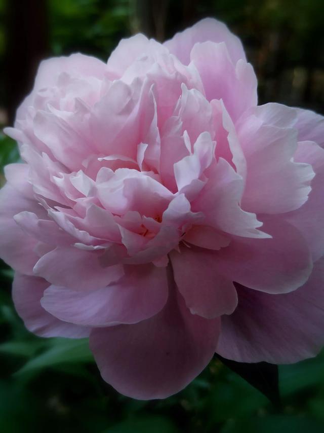 芍药花语，粉色芍药花——真诚不变（粉色芍药花语）