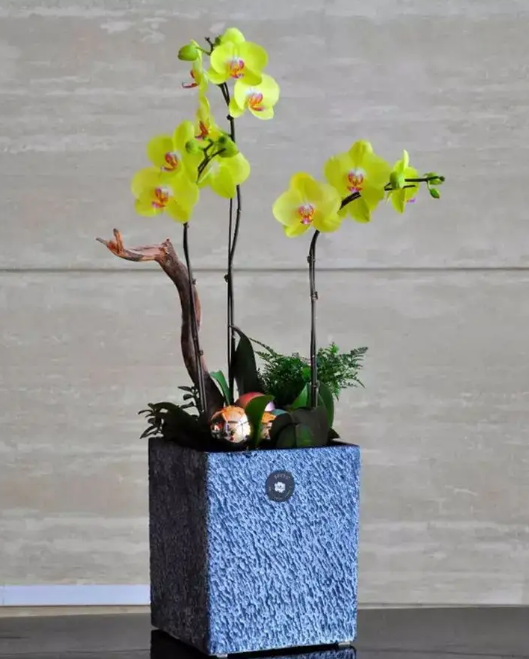 室内植物100种大盆栽，好养而又适合室内养殖的盆栽（园艺师给大家介绍10种适合室内养的花卉盆栽）