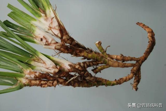 曼陀罗花的图片，曼陀罗花是什么（301味中药材的原植物彩色图谱）