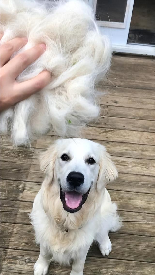 狗狗和人一起睡好吗，狗狗能和人一起睡吗（5大坏处找上门）