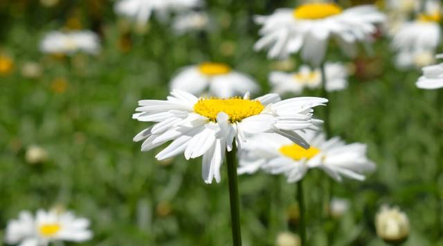白菊花代表什么意思，黄白菊花的寓意和象征（白菊）