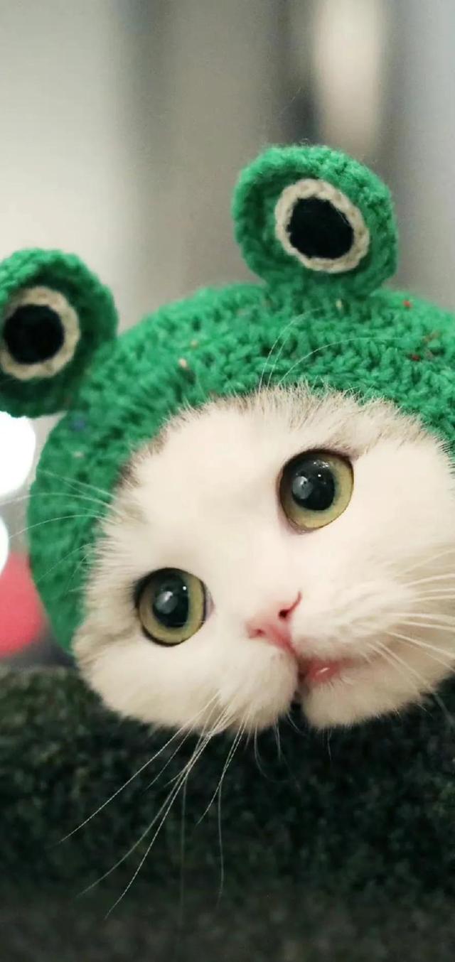 小猫可爱图片，小猫可爱图片 呆萌（猫咪壁纸‖好可爱呀）