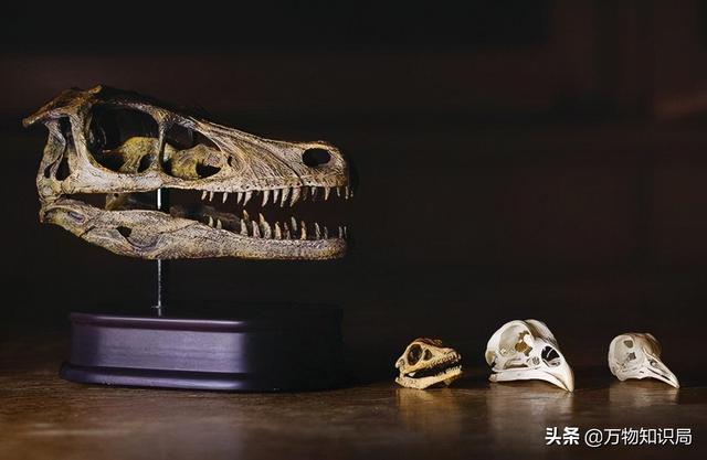 科学家用鸡的基因复活恐龙，鸡中霸王 鬼谷