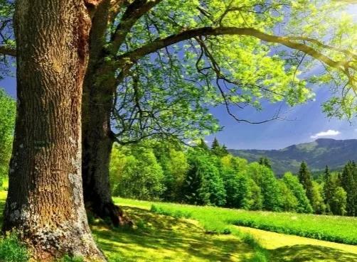 什么是植物，什么是植物染发（简单来认识植物）