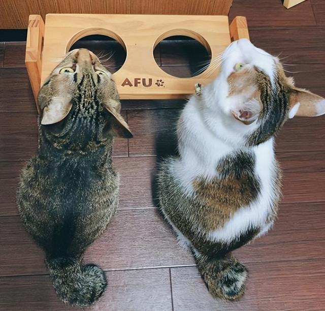 猫怎样才算麒麟尾，麒麟猫是什么（为什么越来越多人养“麒麟猫”）