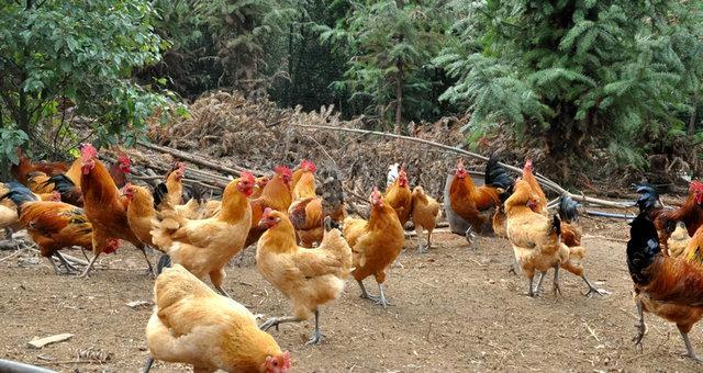 老母鸡怎么炖才能烂，怎样炖老母鸡能炖的烂一点（白醋是鸡肉的“克星”）