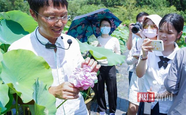 千瓣莲精品荷花，千瓣荷花……珍品莲首现武汉植物园荷花展