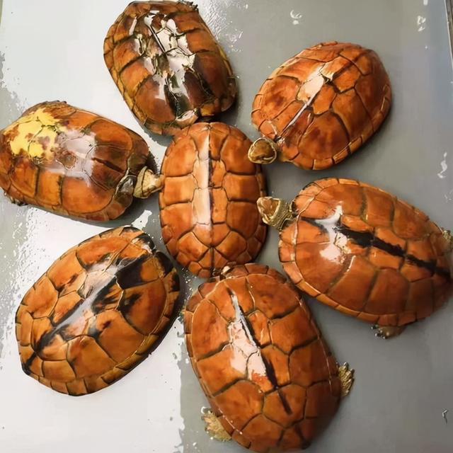 金钱龟好养吗，石金钱龟的饲养方法（曾一只千元供不应求）