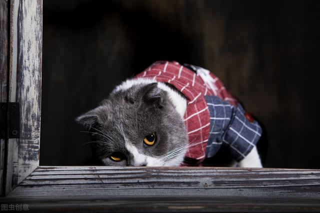 如何看英短猫好不好养，英短猫被“养得好”