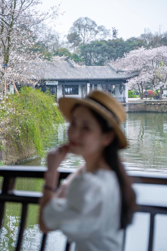 相约无锡太湖鼋头渚樱花季，赴鼋头渚来一场樱花的春日约会