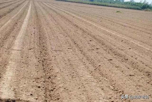 西瓜催芽方法与步骤有哪些，西瓜怎样浸种催芽（种出高甜度西瓜的四项措施）