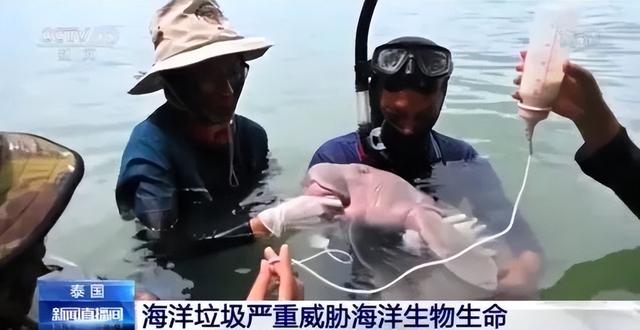 世界上有没有美人鱼，世界上有美人鱼吗（原来美人鱼是真实存在的）