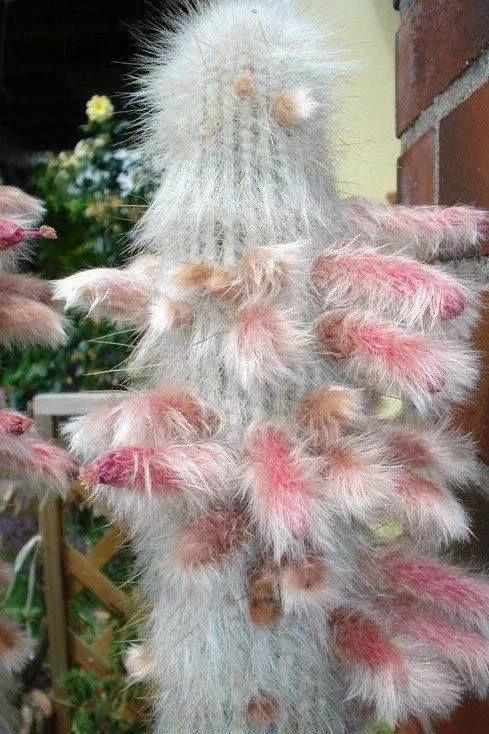 仙人掌开花图片，八种开花勤快的仙人掌植物（40多种罕见的仙人掌开花图）