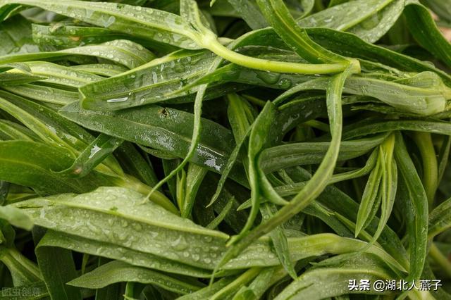 农村100种野菜图片，野菜的种类（常见的野菜图片与名字）