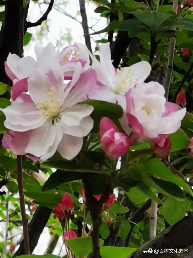 劳动最光荣是谁的名言，劳动最光荣是谁说的（人民创造历史，劳动开拓未来）