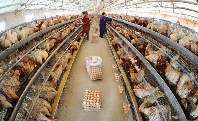 鸡胸肉有激素吗，鸡胸肉是否含有大量激素（鸡肉含有大量激素）