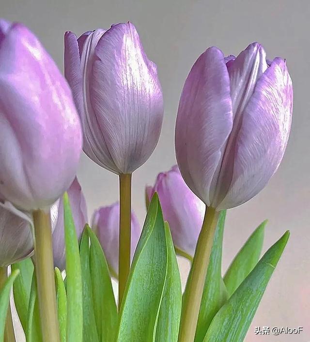 紫色郁金香的花语,唯美 , 紫色郁金香(紫色郁金香的花语和寓意)
