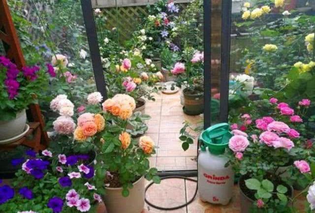 鲜花营养液自制，如何简单调制鲜花营养液（自制4种养花“营养液”）