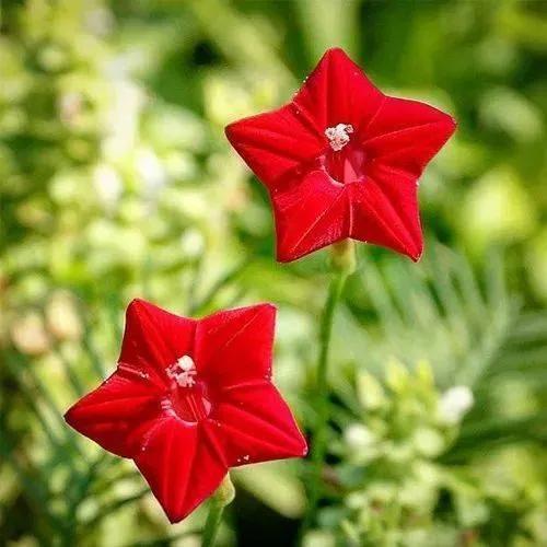 简约花朵系列背景图，微信头像，简约花朵系列背景图（吉祥花图片，精美微信头像）