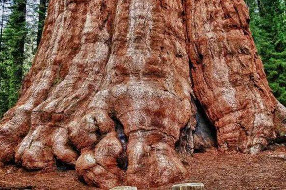 世界上最高的树，世界上最高的树排名（盘点世界最高的5棵巨树）