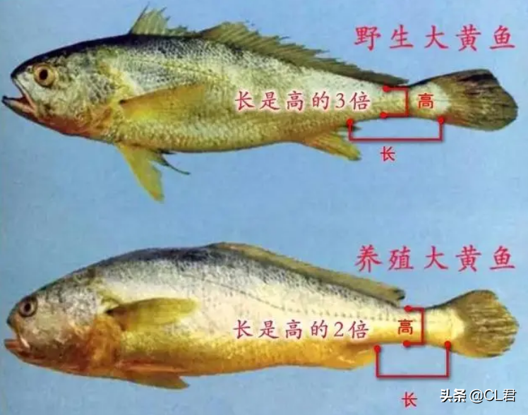 黄颡鱼公母区分图片图片