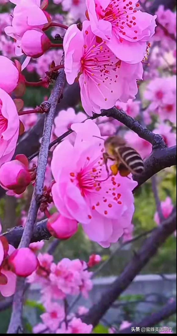 适合发心情的图片   赏图愉快哦:），关于发心情的图片（鲜艳欲滴的花朵）