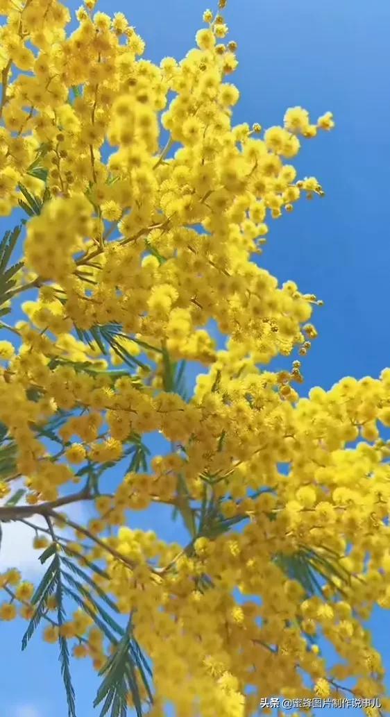 莺歌燕舞是什么季节，柳绿花红莺歌燕舞是什么季节（百花争艳的季节）