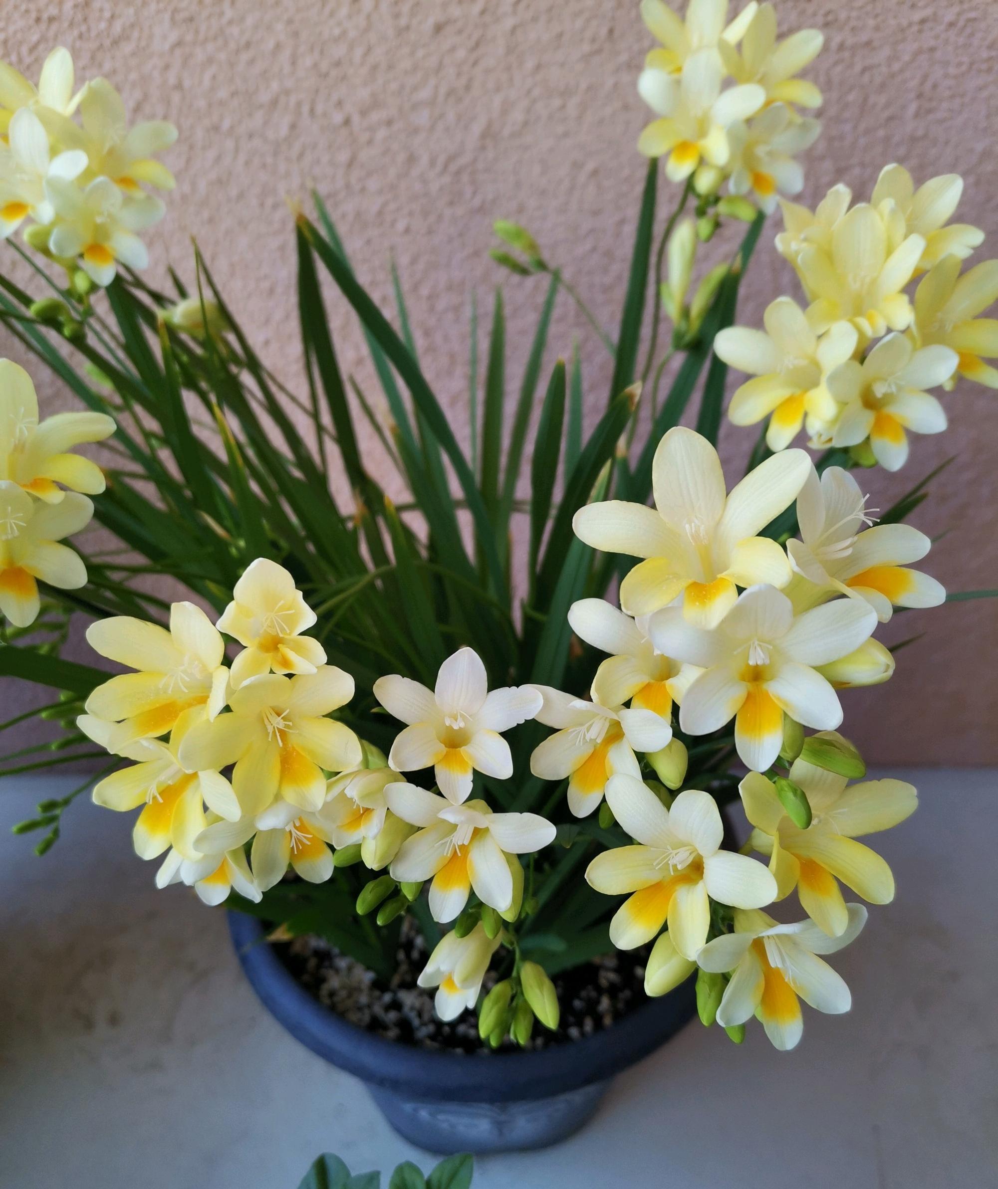 什么花秋冬季开花又好养(就选"香雪兰",好养活,开花早,花朵美又香)
