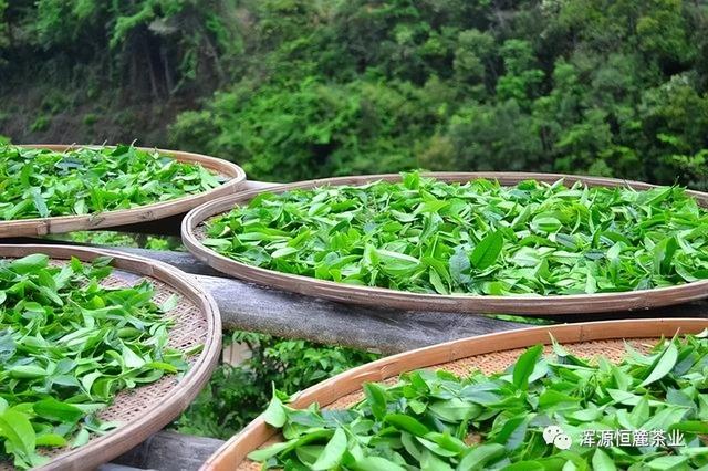 蒸青绿茶是什么意思，什么叫蒸青绿茶（蒸青绿茶是什么）