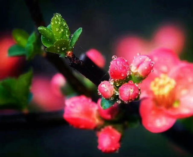 帮助别人正能量的句子，帮助别人正能量的句子大全（早安心语，正能量坚强语录句子）