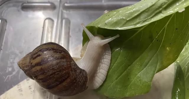 儿童在家怎么孵小鸡，小孩子在家怎么孵小鸡（我竟然学会了孵蛋）