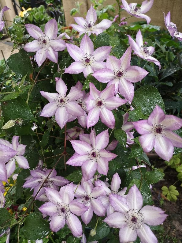 铁线莲如何养，铁线莲的花开的很漂亮（春天是铁线莲的主场）