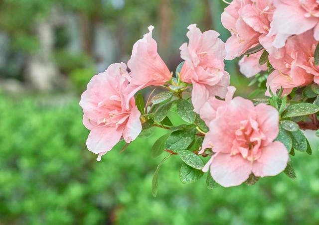 红色杜鹃花的寓意和象征，杜鹃花的寓意和象征（曾经“红极一时”的杜鹃花）