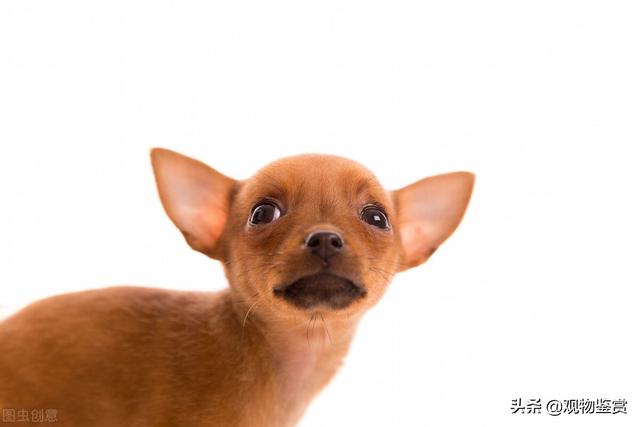 独一无二的狗狗名字，狗狗改什么名字好听又旺家（可以取个独特、好听的名字）