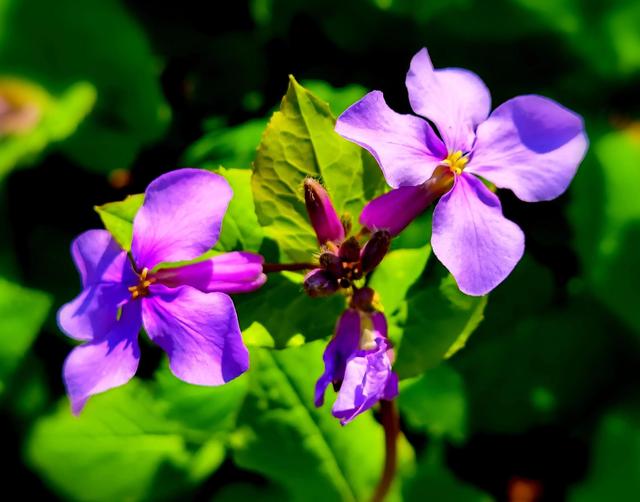 鲜花的花语和花的数目的寓意，鲜花数量的寓意（100种迷人的“数字花”）