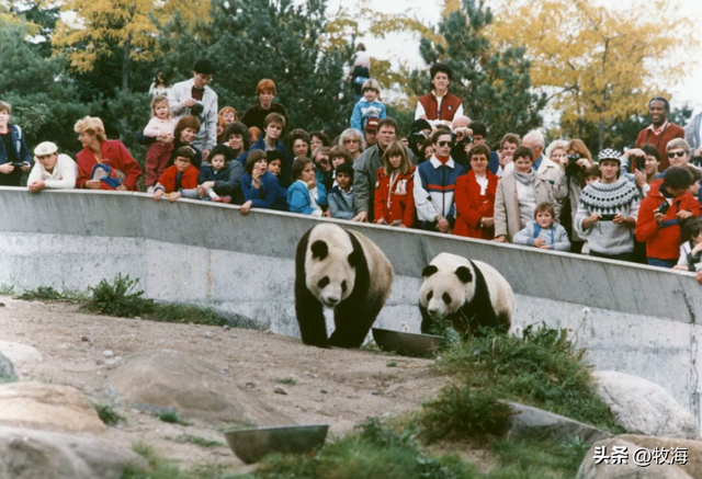 食铁兽为什么是大熊猫，大熊猫为什么叫食铁兽（中国“高价出租”的国宝）