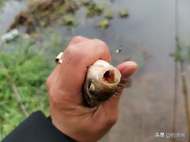 钓鲫鱼怎么调漂，野钓中鲫鱼最好的调漂方法（野钓鲫鱼这样调漂简单又好用）