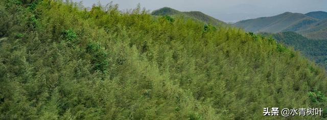 灌木和乔木的区别，灌木或小乔木是什么意思（林地和林地分类）