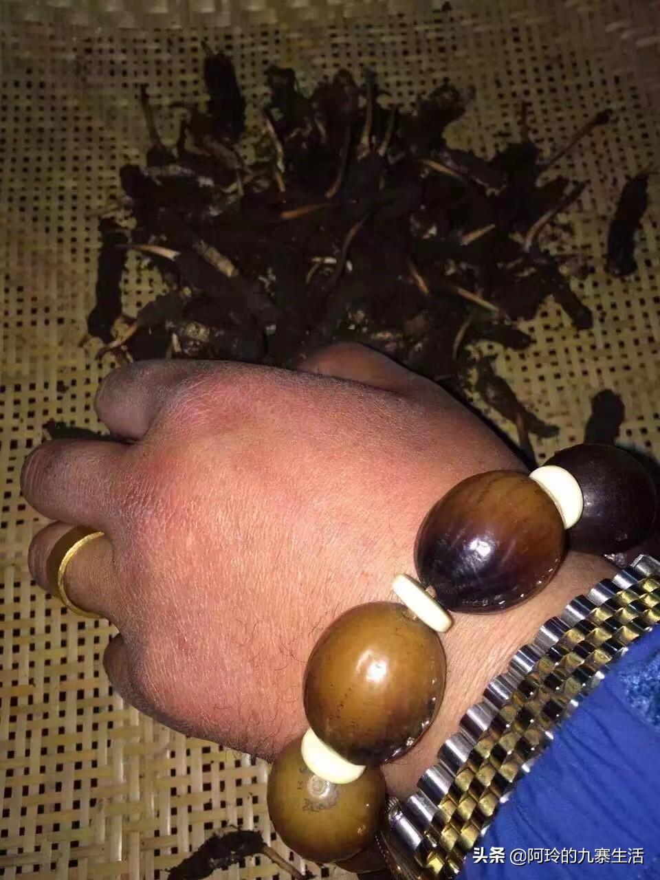 虫草的功效与作用及食用方法，新鲜虫草的功效与作用及食用方法（虫草怎么正确食用呢）