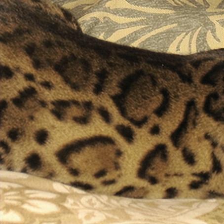 豹猫图片，最霸气的猫——孟加拉豹猫（豹纹猫图片）